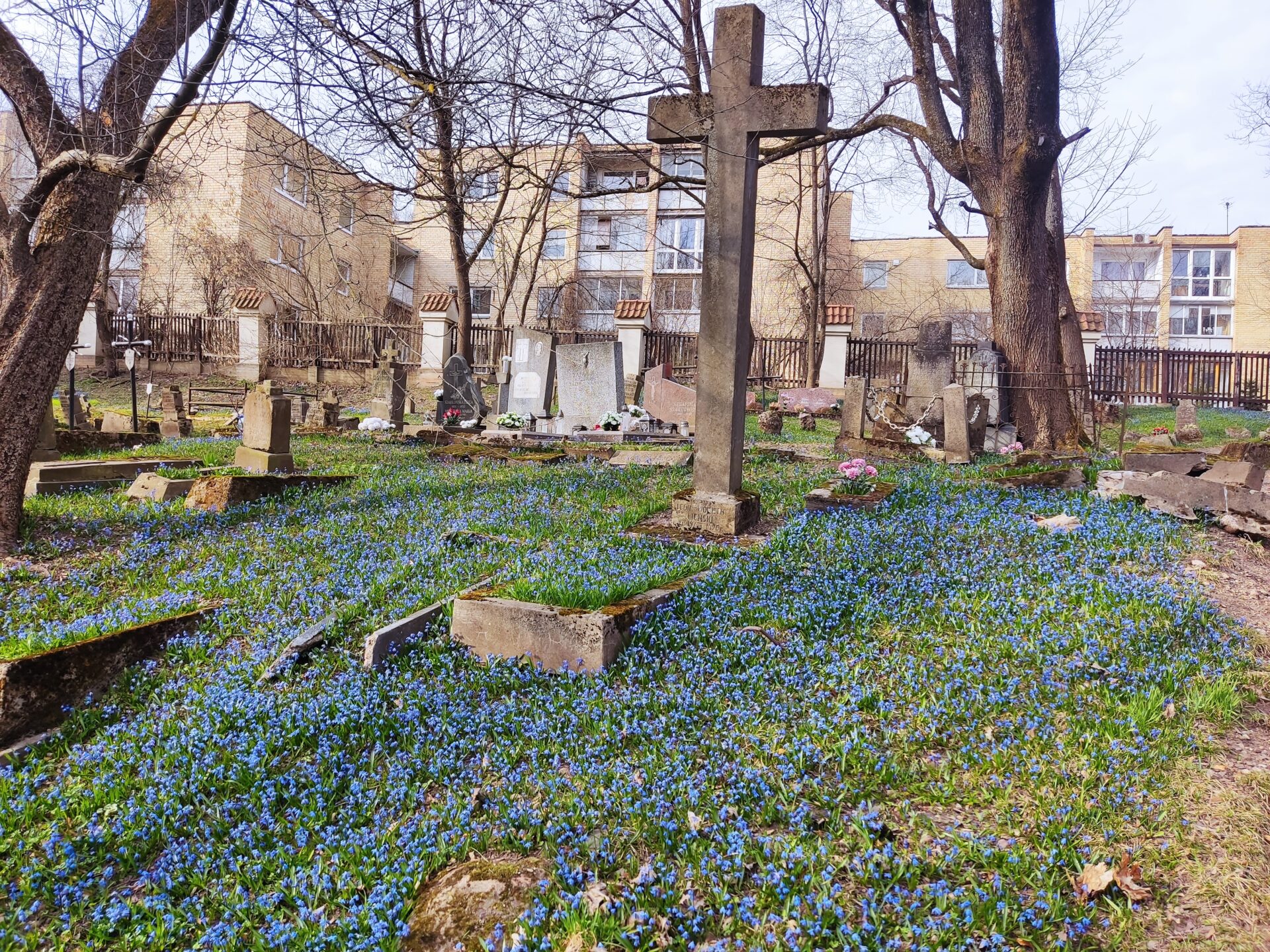 Пралескі засыпалі Бернардынскія могілкі ў Вільні
